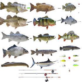 3D model Fish Collection Vol2